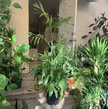 Image result for Chamaedorea seifrizii