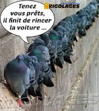 Rigolages on X: "#rigolages #humour #pigeons #pigeon ...