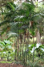 Image result for Chamaedorea elegans