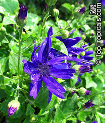 Image result for Pericallis hybrida