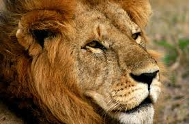 This list will provide insight into. The Quest To List The African Lion As Endangered Under The Endangered Species Act Born Free Usa