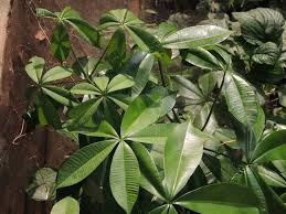 Image result for Farquharia elliptica