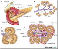Structure Of The Pancrease Digestive System Anatomy Physiology Human Anatomy And Physiology