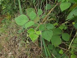 Image result for Pseudarthria