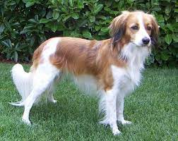 Daardoor zijn de raskenmerken primair bedoeld om op een natuurlijke wijze goed te kunnen. Kooikerhondje Wikipedia