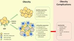 This is because insulin drives protein and carbohydrate into muscle but insulin also shunts tons of fat into adipose tissue storage you'd hardly expect that 160 extra grams of carbs, or 640 extra calories. Https Www Mdpi Com 1422 0067 20 9 2358 Pdf