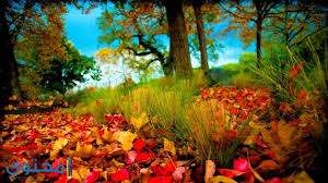 صور جميلة 2019 حلوة جدا Beautiful Nature Wallpaper Photography Wallpaper Nature Wallpaper