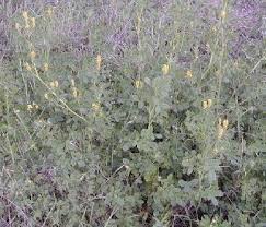 Image result for Melilotus indicus