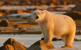 Polar Bear Wallpaper Hd Download Polar Bear Wallpaper Polar Bear Polar Bear Images