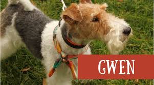 We did not find results for: Great Names For Wire Hair Fox Terrier Dogs Pethelpful