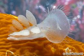 Image result for Melinis ambigua