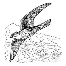 The spruce / kelly miller halloween coloring pages can be fun for younger kids, older kids, and even adults. 10 Printable Falcon Coloring Pages For Toddlers