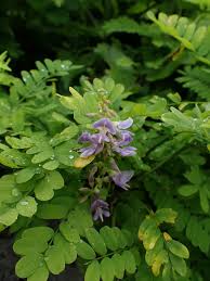 Image result for Abrus canescens