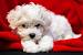 Small Dog Breeds That Don T Shed And Stay Small