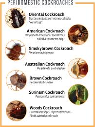 Smokey brown cockroaches are capable of flying, and they are attracted to light. Inside Out Pct Pest Control Technology