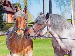 Until the early 1900s there were three similar yet distinct types of belgian breeds. Breed Profile The Belgian Draft Horse