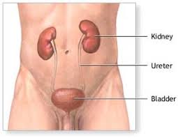 Kidney Surgery India Cost Kidney Surgery Kidney Mumbai Delhi India
