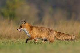 Pin On Natural Pest Control