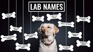 We did not find results for: Labrador Names 155 Popular Lab Names That Suit Your Puppy Best Petmoo