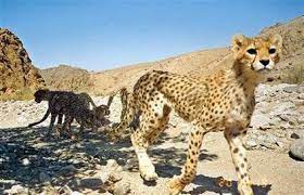 Asian Cheetah Cam Traps Asiatic Cheetah African Animals Cat Today