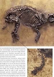 Free to list anything under $5,000, for anything over its just $40. Large Primitive Hessen Horse Propalaeotherium Hassiacum Haupt 1925 Download Scientific Diagram