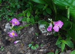 Image result for Siphonochilus kirkii - yellow-flowered form