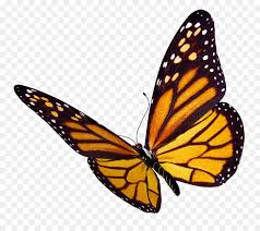 All butterfly png images are displayed below available in 100% png transparent white background for free download. Butterfly Clipart Png Download 909 800 Free Transparent Butterfly Png Download Cleanpng Kisspng