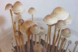 Image result for Monocymbium