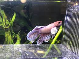 Dropsy Too Late For Treatment Bettafish