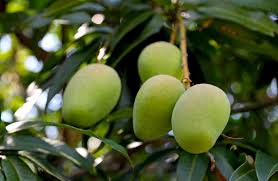 Mango trees live and produce fruit for many years, and with good growing conditions and without freezing weather that will kill the tree, mangoes can bear fruit for decades or longer. Do Mango Trees Need Thinning Orlando Sentinel