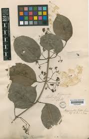 Image result for Hippocratea indica