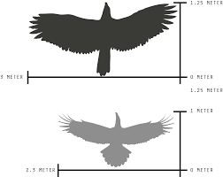 Während wir noch die verfolgungsjagd bestaunen, vernehmen wir von den rangern den ruf »gänsegeier«. Birds Eye Oh Deer Me