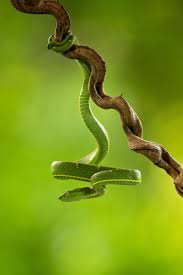 Snake And Branch Side Striped Palm Pitviper By Milan Zygmunt Snake Snake Images Jungle Photography