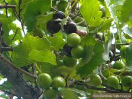 Image result for Rhoicissus tomentosa