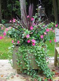 Rio Dipladenia Tropicals Image Gallery Container Garden Design Flower Pots Outdoor Garden Containers