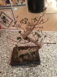 Problems With Your Bonsai Top Seven Signs Of Trouble Bonsai Outlet