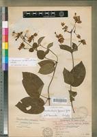 Image result for Clerodendrum umbellatum