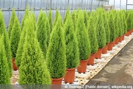 Dabei gibt es kaum einen garten, in dem sie keinen festen platz gefunden haben. Zypressen Baum Pflanzen Pflege Schneiden Gartendialog De