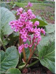 Toutes nos annonces gratuites outils de jardinage, tondeuse d'occasion,. Outils De Jardinage Tondeuse D Occasion Centre Leboncoin