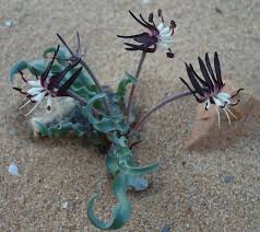 Image result for Ornithoglossum