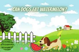 When preparing this fruit for your dog make sure you remove all of the rind, seeds and cut it avoiding skin and seeds will reduce the chances of your dog having gastrointestinal issues. Can Dogs Have Watermelon