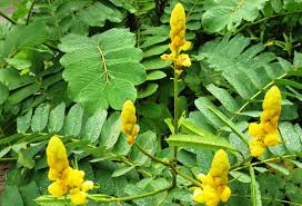Daun peria ubat kurap jika ada yang menderita penyakit kurap, ini ada petua mudah untuk mengubatinya. Candle Bush Daun Gelenggang Daun Senna Handmade Soap Natural Relieve Itching And Reduce Rash Phlegm And Skin Ulceration Lazada