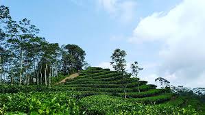 Kebun teh nglinggo ini letaknya di sebelah barat yogyakarta dan berada di bukit menoreh dimana aksesnya cukup jauh dari pusat kota jogja. Wisata Kebun Teh Nglinggo De Jogja Adventure Indonesia