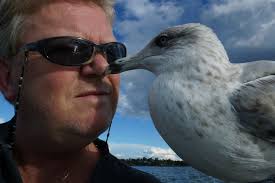 Seagull Appreciation Society