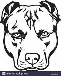 Pin On Snowgo Bullys