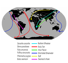 Bird Migration Wikipedia
