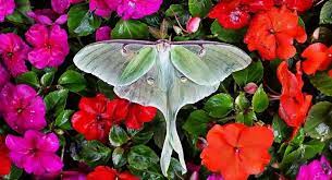 What Is The Spiritual Meaning Of Luna Moths Luna Moth Luna Moth Symbolism Moth Meaning