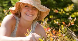 Top 10… foods to forage