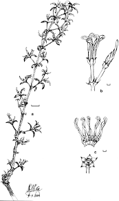 Image result for Cryptolepis apiculata