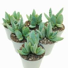 Image result for Aloe aculeata × ortholopha